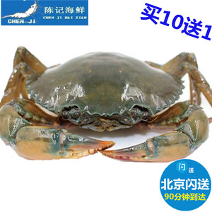 现货200g/只海鲜鲜活缅甸黑蟹鲜活铁蟹江蟹肉蟹煲青蟹螃蟹小公蟹