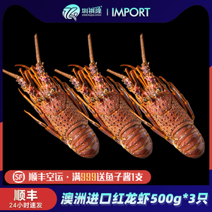澳洲龙虾海鲜鲜活古巴红龙虾澳龙大龙虾特大500g/3只海鲜礼盒顺丰