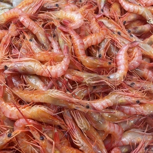 野生红虾可刺身 生呛 生腌野生小红虾 新鲜海鲜顺丰包邮