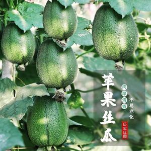 台湾苹果丝瓜种子可生吃短棒肉丝瓜菜瓜种籽高产四季盆栽蔬菜种子
