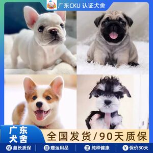 法斗幼犬纯种柯基幼犬巴哥犬椒盐雪纳瑞幼犬法国斗牛犬小型宠物狗