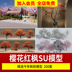 日本枫树红枫鸡爪槭樱花日式禅意景观园林植物庭院造型树su模型