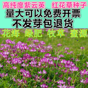 紫云英种子红花草绿肥种子蜜源养蜂植物食用芽菜果树草秋季花海