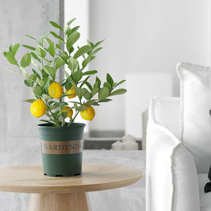网红柠檬树盆栽可食用阳台植物柠檬树浓厚香水柠檬水果树苗