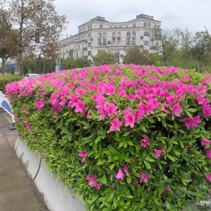 毛杜鹃苗夏鹃花卉四季常青庭院花园春鹃带土球花苗室外绿篱耐寒