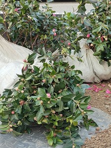 茶梅小苗庭院种植茶梅树绿化工程绿植物盆栽阳台白粉红茶梅球盆景
