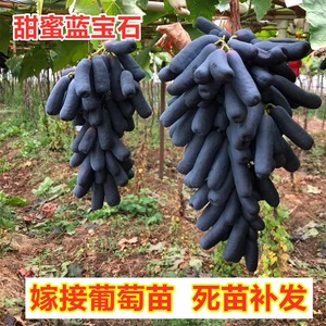 嫁接蓝宝石葡萄树苗无核月光之泪葡萄苗南方北方种植果树盆栽地栽