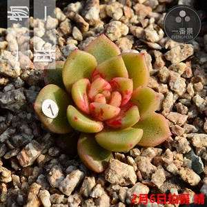 探戈多肉 探戈多肉品牌 价格 阿里巴巴