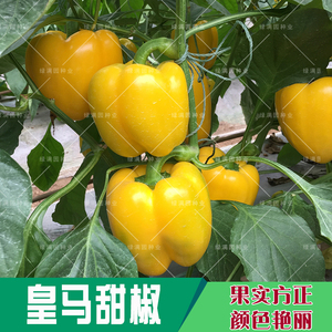 皇马彩椒种子 法国进口五彩甜椒种子高产抗病  阳台盆栽大田高产