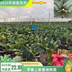 荷兰进口宝莲灯花苗开花植物室内盆栽植物吸甲醛客厅办公室高档花