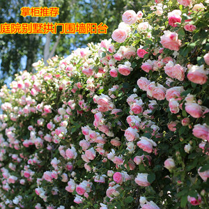 攀援庭院爬墙花卉进口欧洲藤本月季花苗蔷薇粉红色龙沙宝石四季