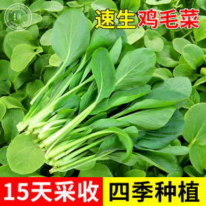 鸡毛菜种子上海青菜种籽四季小白菜秋季阳台盆栽油青菜蔬菜菜籽孑