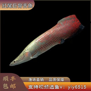 巨骨舌鱼海象红尾巴鱼猛鱼热带鱼