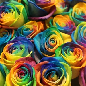 彩色彩虹玫瑰鲜花稀有家用生日表白求婚礼物花束全国顺丰包邮上海