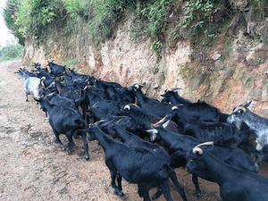 努比亚黑山羊活羊纯种小羊种羊活苗黄羊羊羔小母羊种公羊活体养殖