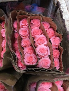 特价玫瑰花月季花情人节七夕送女友花束室内水养鲜花北京同城速递