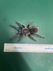 蓝色种蓝哥斑哥斯达黎加斑马脚9-10厘米好养蜘蛛活体宠物寿命长