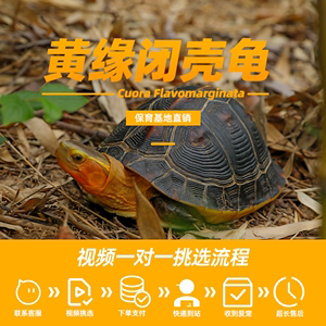 纯种黄缘龟乌龟活体东部金钱龟小宠物安缘龟台缘龟陆地箱幼龟龟苗