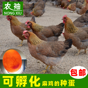 广东清远麻鸡种蛋受精蛋可孵化土鸡活苗种蛋10枚鸡蛋可孵化蛋孵鸡