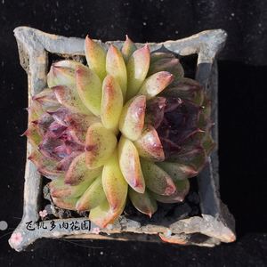 水晶玫瑰多肉 水晶玫瑰多肉品牌 价格 阿里巴巴 水晶玫瑰多肉 水晶玫瑰多肉品牌 价格 阿里巴巴
