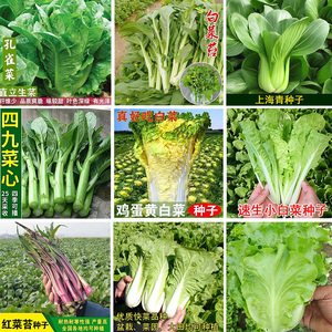 大白菜种子小白菜心籽阳台种植上海青油麦菜易种生菜苋菜蔬菜种子