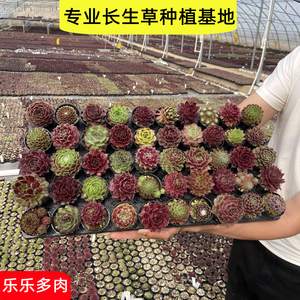 长生草多肉植物观音莲新手套餐组合含盆带土包邮大颗好养绿植精品