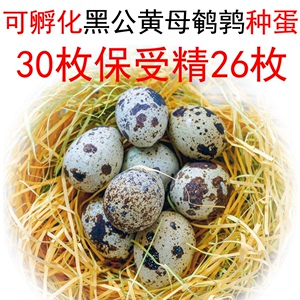 30送10鹌鹑种蛋新手可孵化受精蛋 黑羽黄羽鹌鸟蛋 当天新鲜鹌鹑蛋