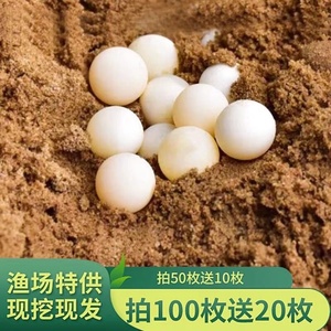 农家新鲜甲鱼蛋120枚食用原生水鱼土鳖团鱼蛋自养王八蛋宝宝辅食
