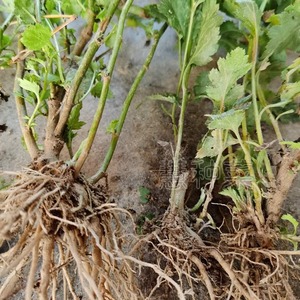 种苗野菜苗 淘宝拼多多热销种苗野菜苗货源拿货 阿里巴巴货源 种苗野菜苗 淘宝拼多多热销种苗野菜苗货源拿货 阿里巴巴货源