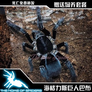 海格力斯巨人巴布宠物7-14厘米公母宠物活体蜘蛛大型凶猛穴居品种