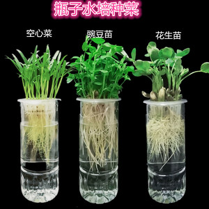 水培植物瓶子种菜花瓶用定植篮芽苗菜发芽盒无土栽培蔬菜种植篮
