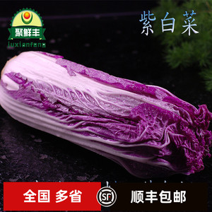 新鲜蔬菜新品紫色大白菜紫白菜西餐蔬菜沙拉一颗500g左右 五斤包