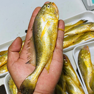 台州本港海鲜大梅童鱼当天捕捞新鲜发货梅子鱼一斤8-10条一份500g