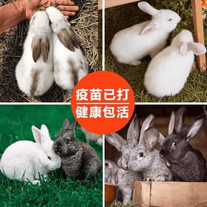 活兔子兔子幼崽家养兔宠物兔肉兔小白兔活物健康好养活繁殖力强