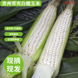 贵州白糯玉米棒新鲜带皮贵阳老品种苞谷生的不甜农家本地包谷减重