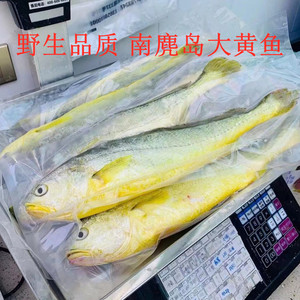正宗南麂岛深海大黄鱼东海冰鲜新鲜黄花鱼每条7-9两/共8条6.4斤
