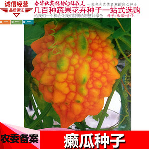 小癞瓜种子 水果赖癞葡萄种子 金癞瓜阳台盆栽赖葡萄夏季四季蔬菜