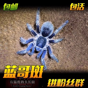 蓝哥斑网红新蓝色种哥斯达黎加斑马脚1-12厘米好养活体宠物蜘蛛