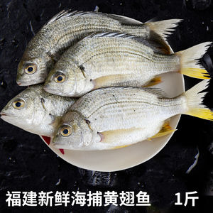 福建黄翅鱼新鲜海鲜水产鲜活捕捞黄赤鱼黄鳍鲷黄脚立鱼包邮海鱼