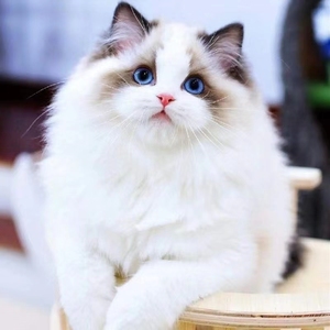 香港发货布偶猫幼崽海双蓝双山猫长毛仙女蓝眼睛活体重点色宠物猫