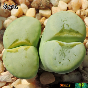 薄荷寿丽 C349A 岛田 生石花种子 多肉植物 Lithops 磐石园艺