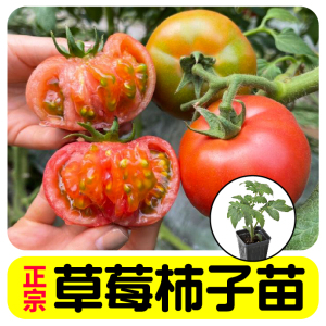早熟正宗草莓柿子苗秧绿披肩好吃铁皮番茄种子四季大小西红柿蔬菜