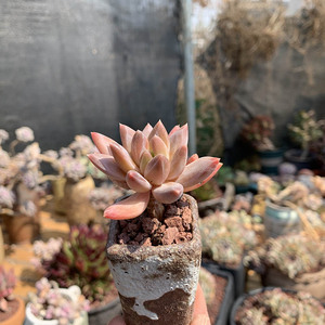 紫蝶多肉植物 淘宝拼多多热销紫蝶多肉植物货源拿货 阿里巴巴货源