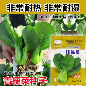 晓富珍品夏青梗菜种子杂交青菜上海青基地专用春夏秋季蔬菜种孑