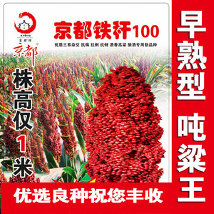 矮杆酒糯高粱王超吨铁杆100红高粱种子 矮杆抗鸟酿造型高产高粱籽