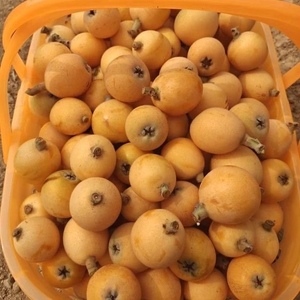 贵州深山土枇杷小枇杷新鲜现摘现发纯天然无污染有枇杷味应季水果