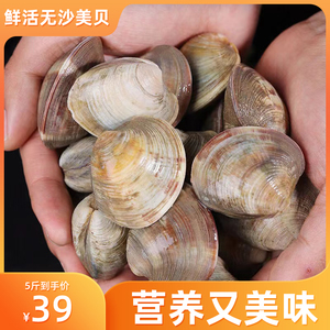 鲜活大个美贝纯野生超大蛤蜊非黄蚬子花蛤花甲海鲜贝类火锅食材