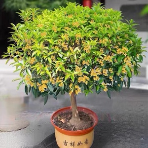 四季桂花树苗盆栽地栽室内庭院嫁接金桂丹桂浓香型植物绿植花卉