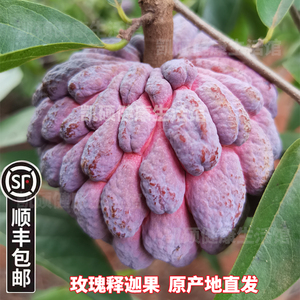 海南释迦果紫色果新鲜水果番荔枝台湾牛奶凤梨佛头果5斤装孕妇