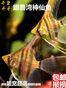 娜鲁湾神仙鱼热带鱼观赏鱼淡水燕子鱼埃及长翅高鳍燕鱼台系活体